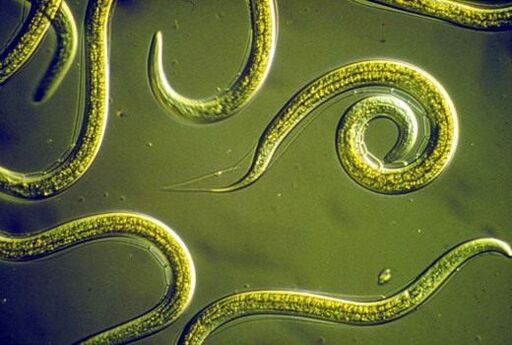 Cacing nematoda parasit dina peujit leutik manusa